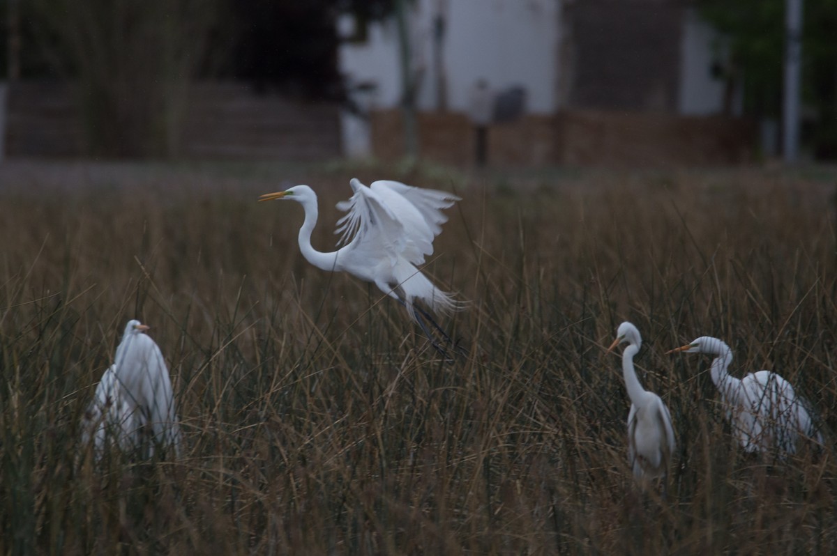 Airone bianco maggiore - ML642488407