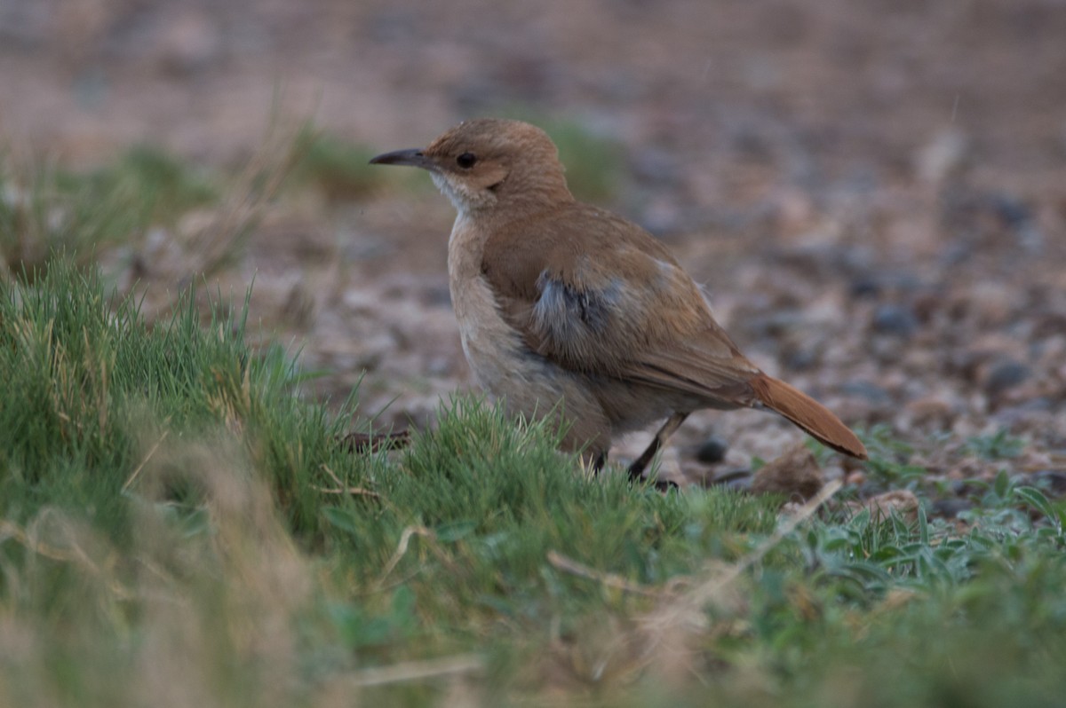 Rufous Hornero - ML642488411