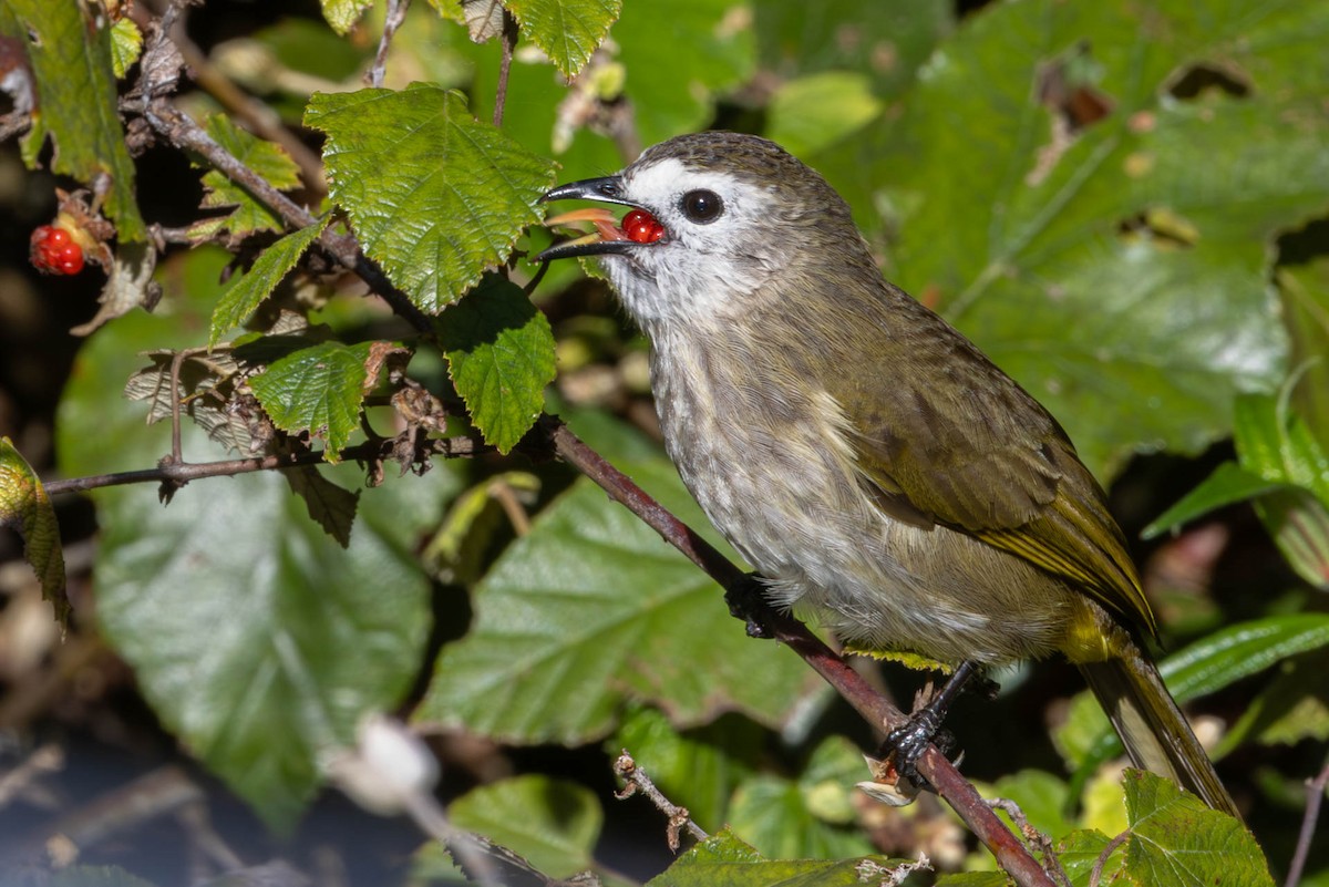 Pale-faced Bulbul - ML642488413