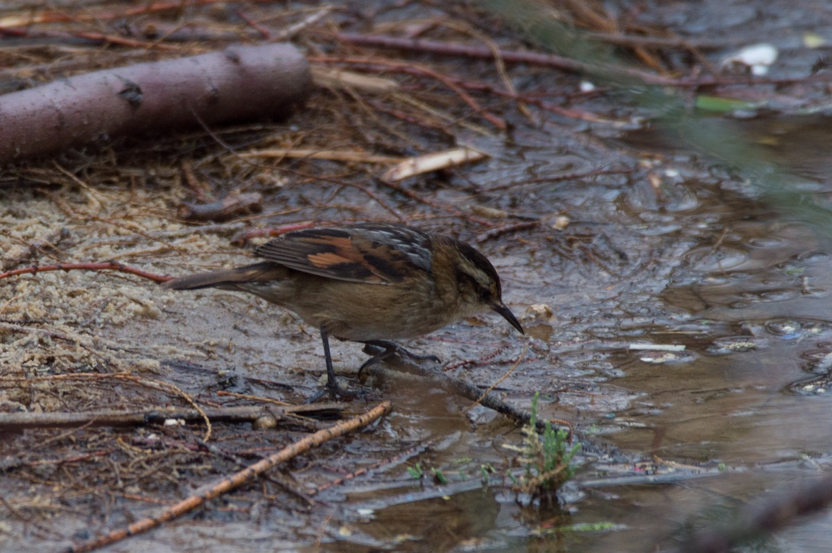 Wren-like Rushbird - ML642488415