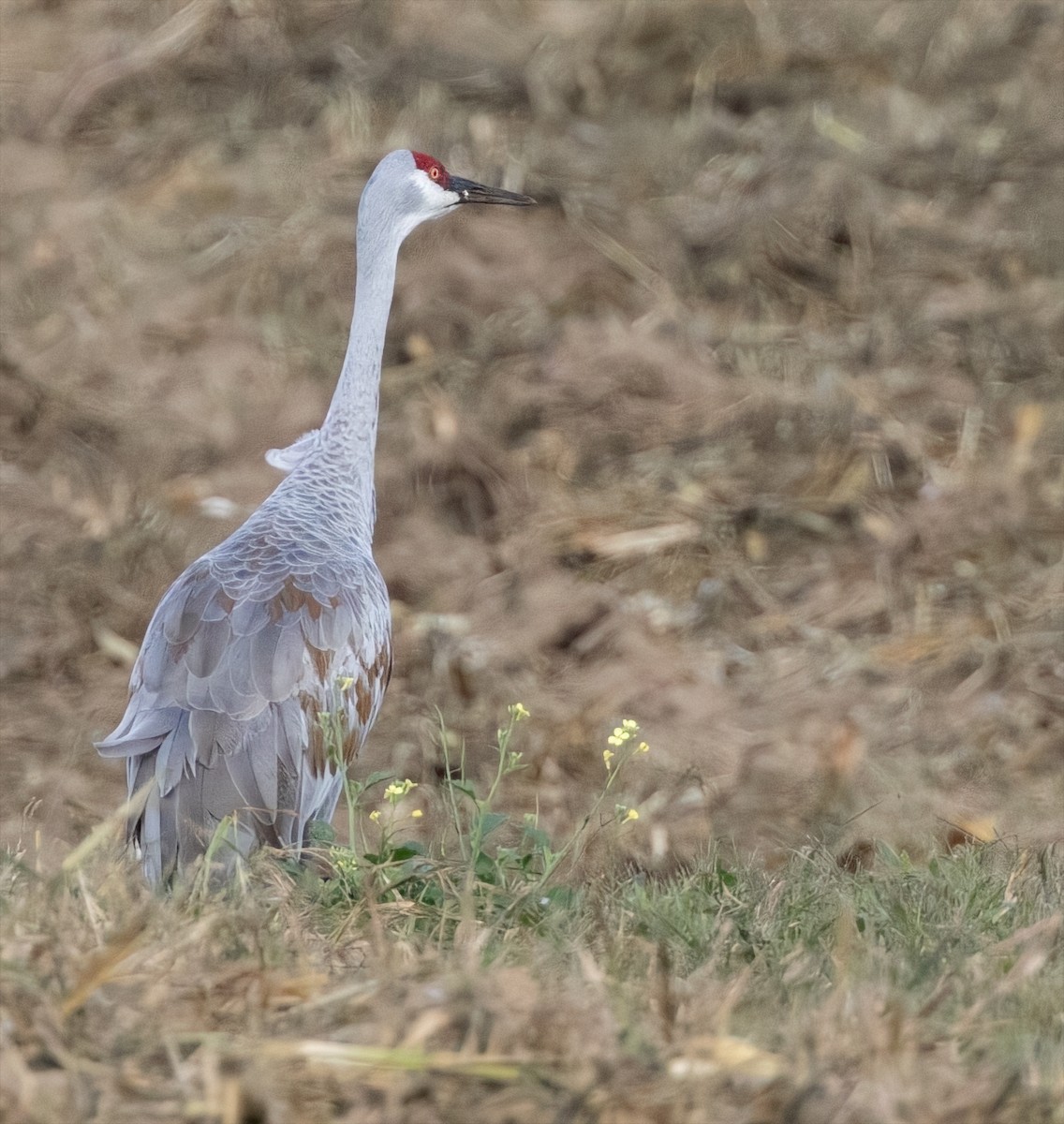 Sandhill Crane - ML642488418