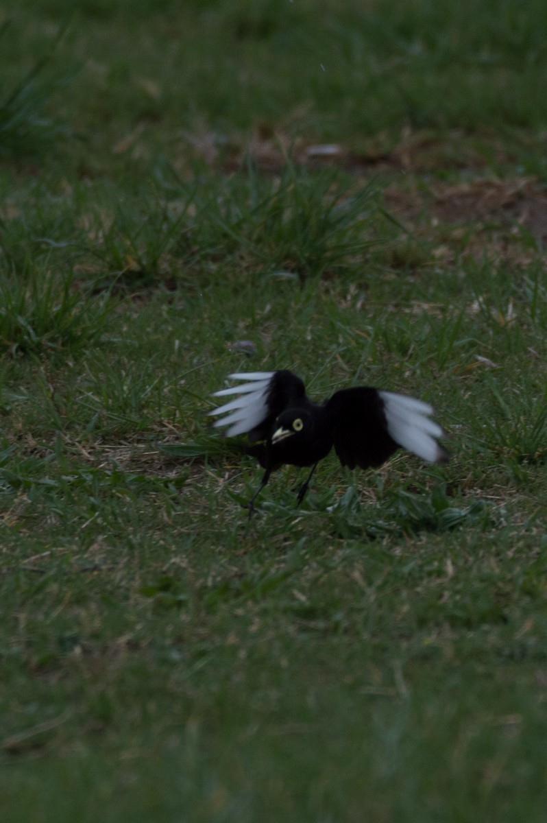 Spectacled Tyrant - ML642488419