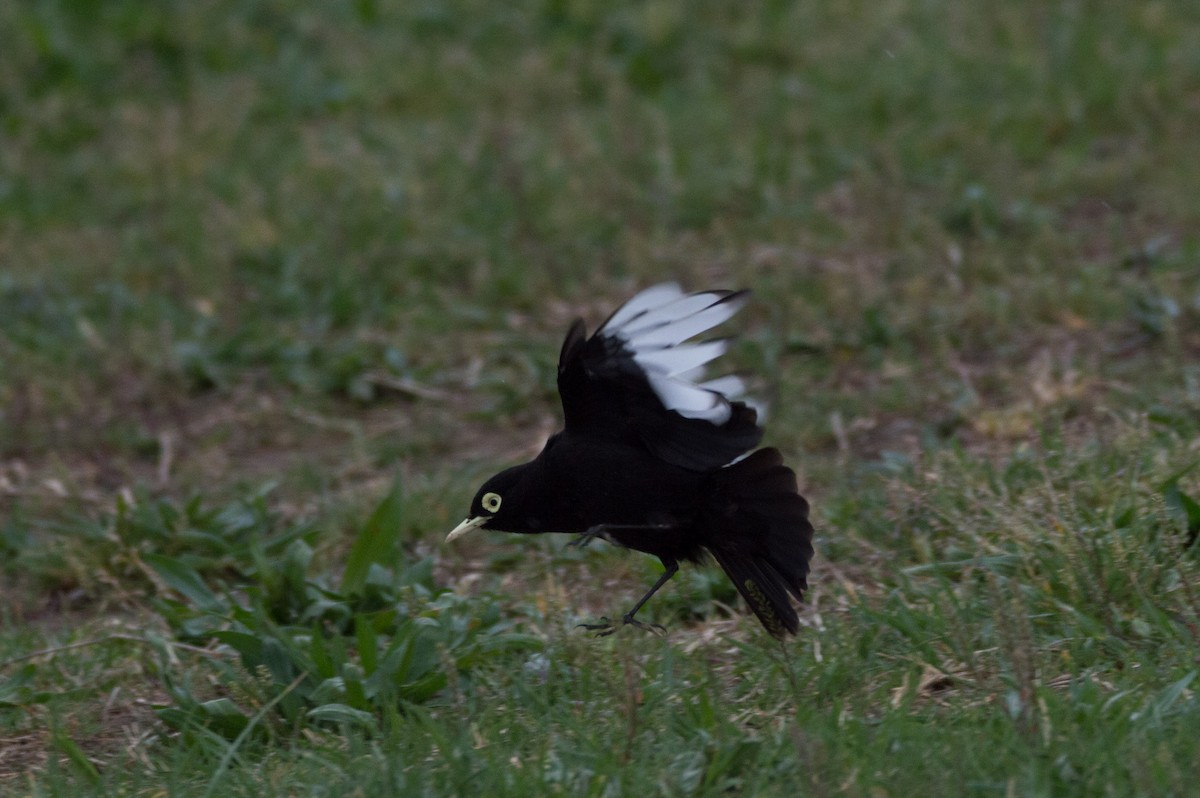 Spectacled Tyrant - ML642488420