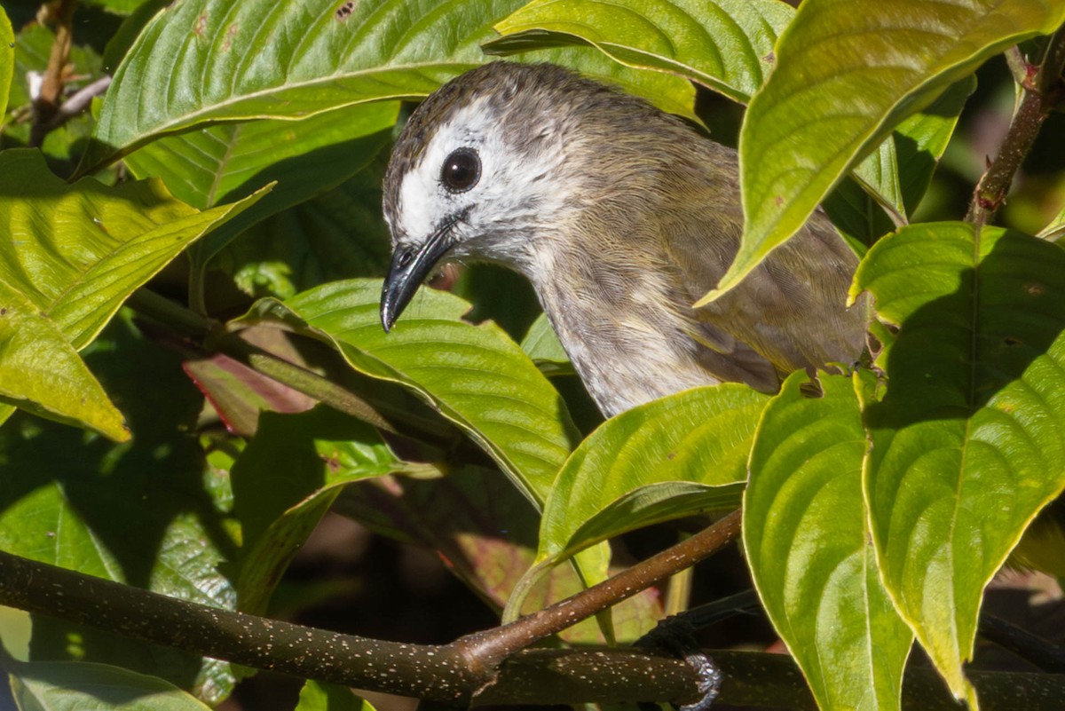 Pale-faced Bulbul - ML642488421