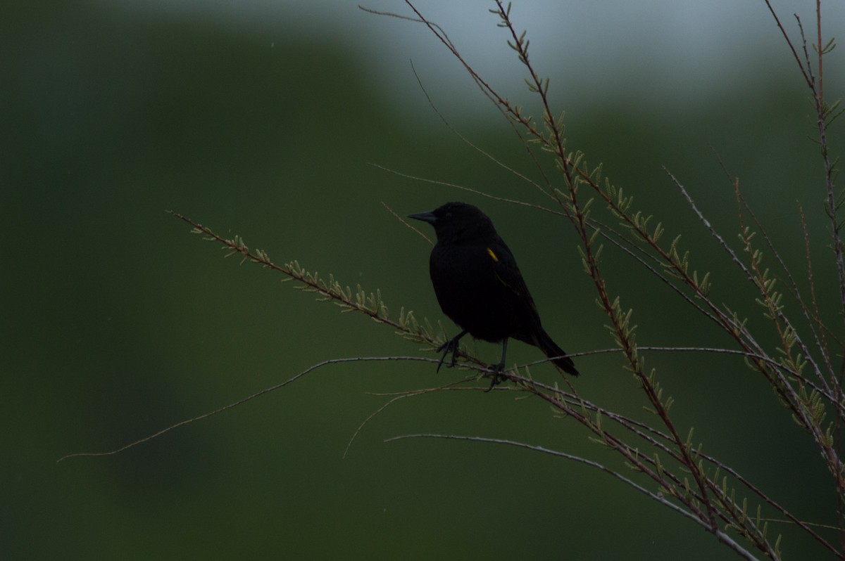 Yellow-winged Blackbird - ML642488453