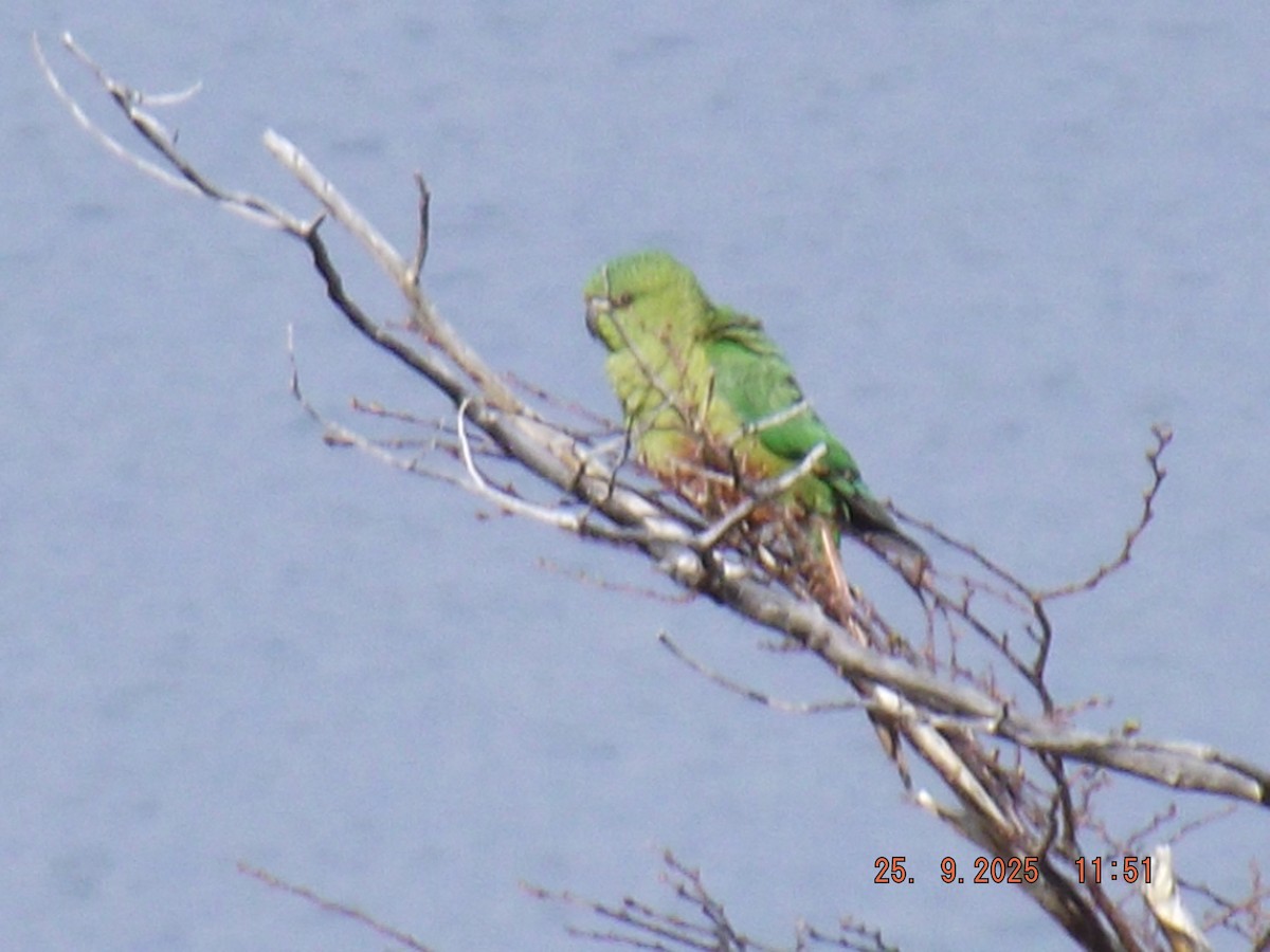 Austral Parakeet - ML642488522