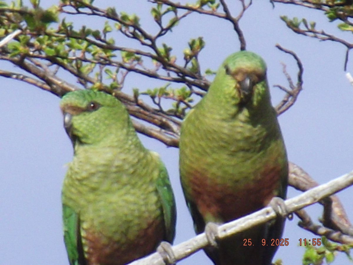 Austral Parakeet - ML642488523
