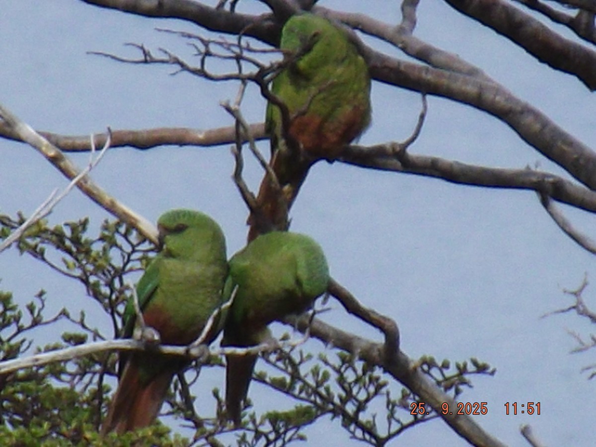Austral Parakeet - ML642488524