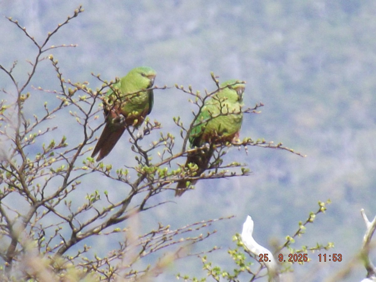 Austral Parakeet - ML642488525
