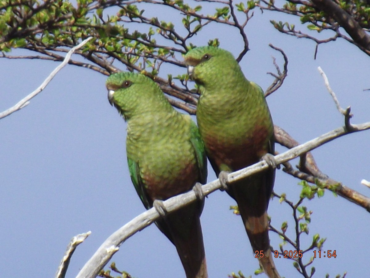 Austral Parakeet - ML642488527