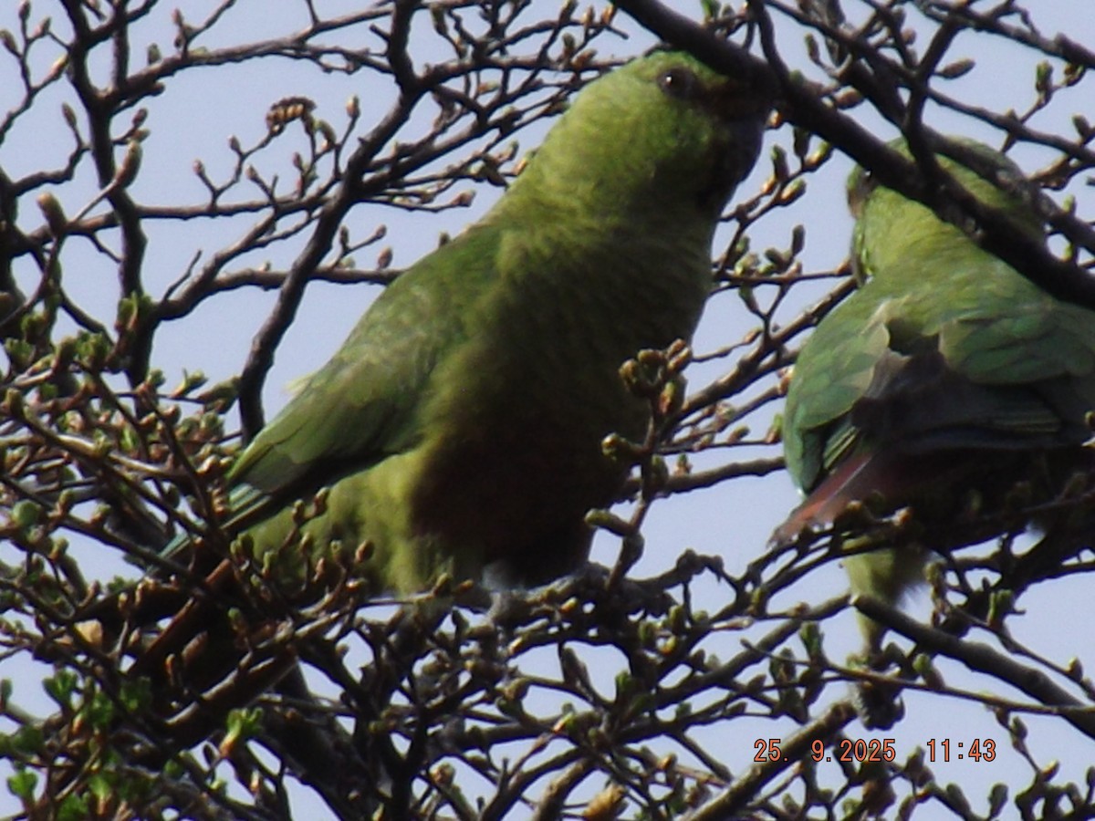 Austral Parakeet - ML642488528
