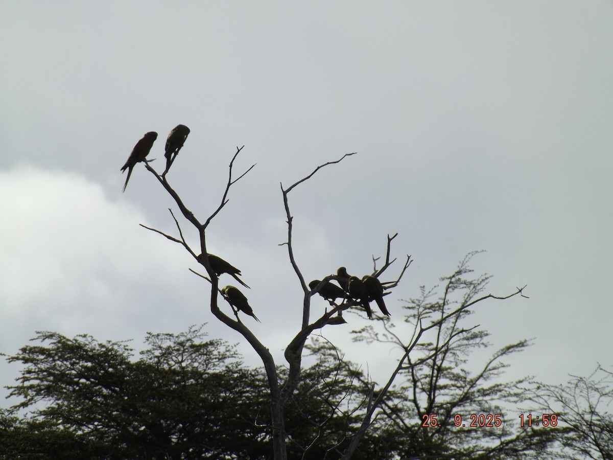 Austral Parakeet - ML642488529