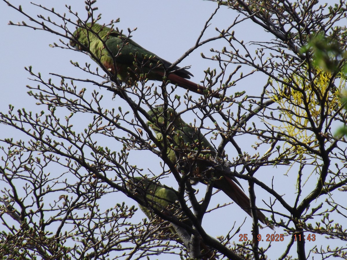Austral Parakeet - ML642488530