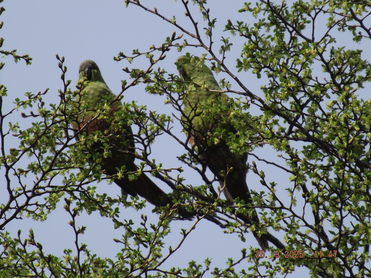Austral Parakeet - ML642488531