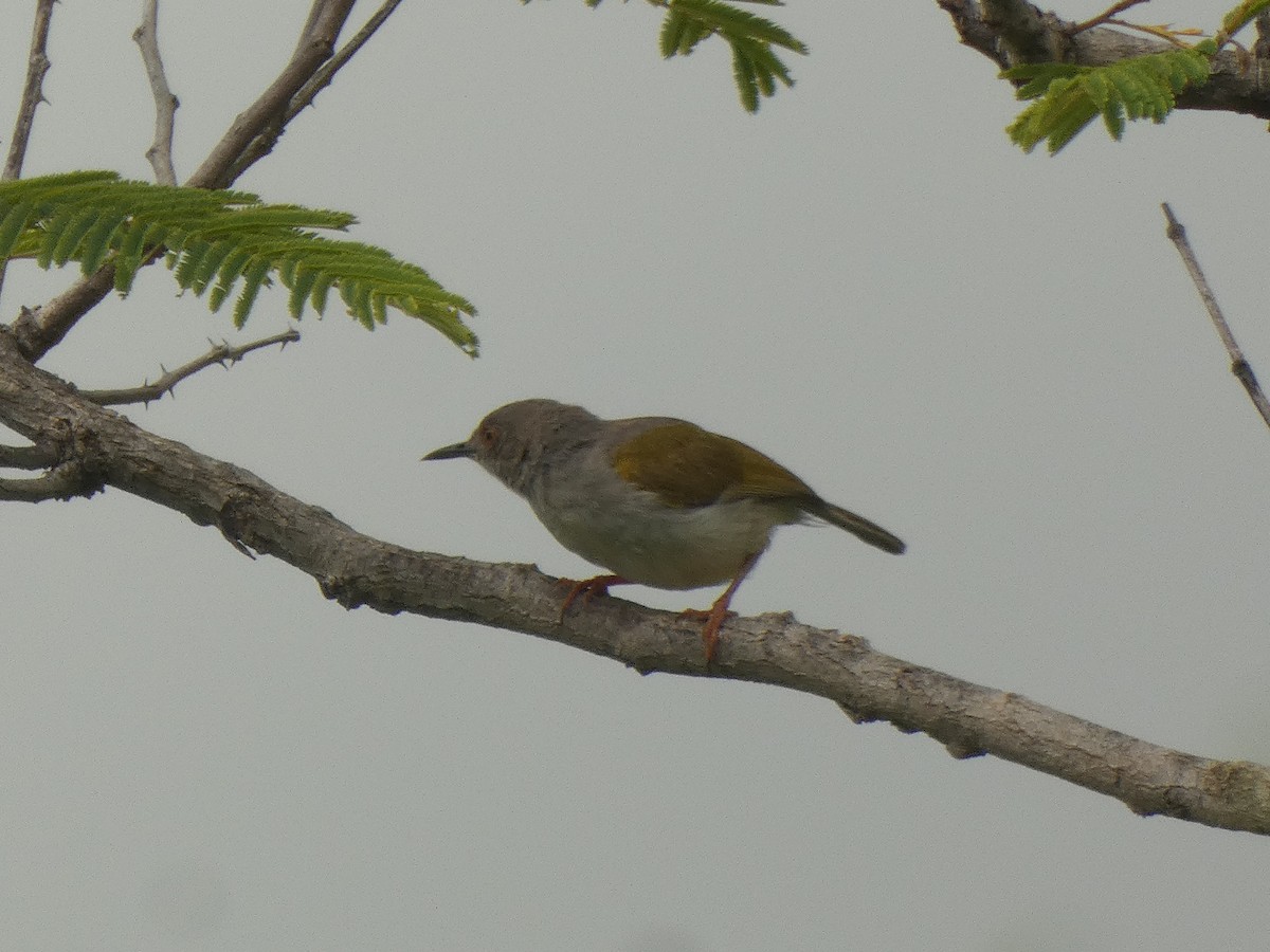Green-backed Camaroptera - ML642488537