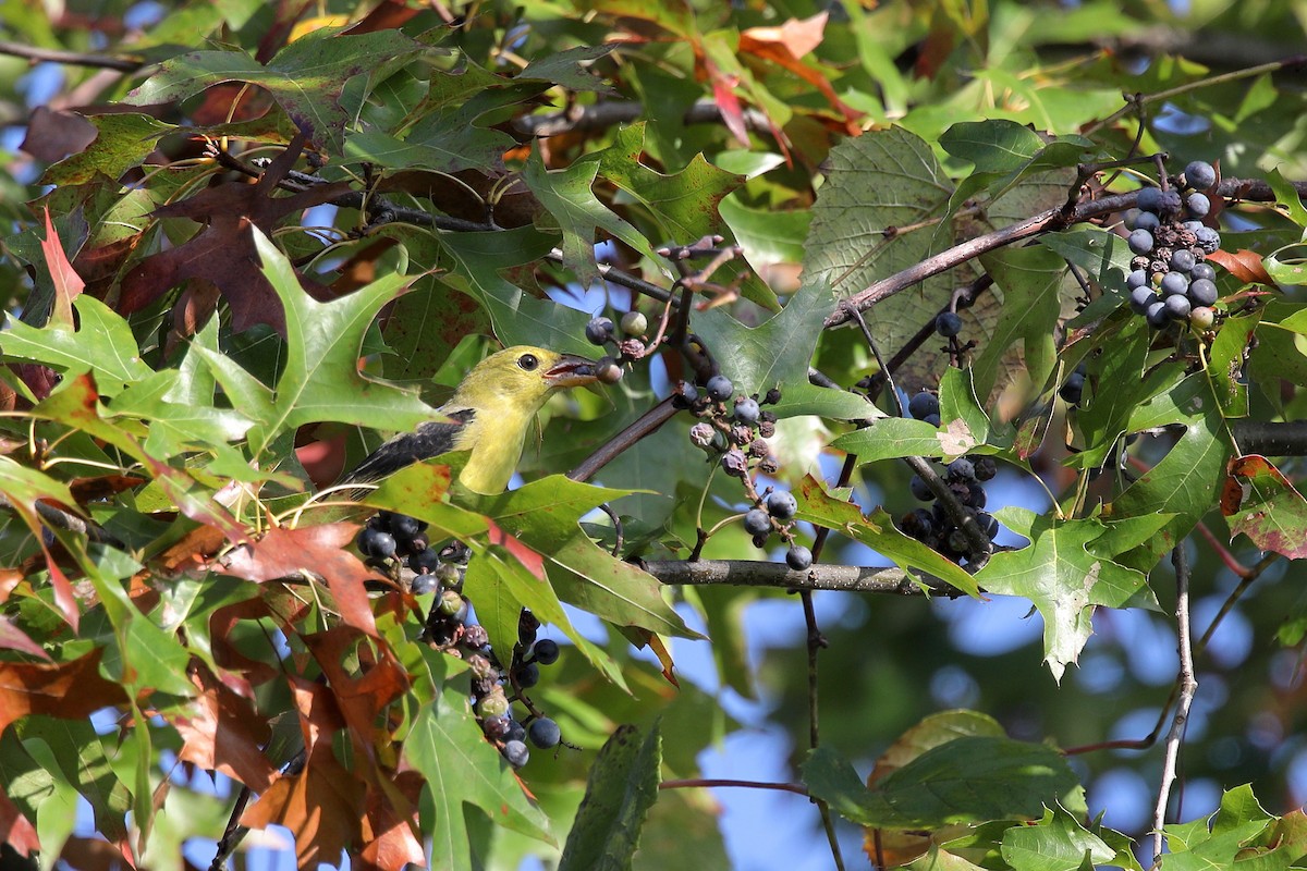 Scarlet Tanager - ML642488558
