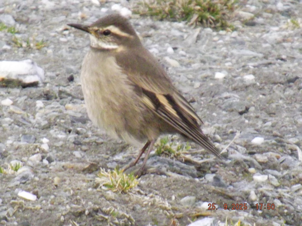 Buff-winged Cinclodes - ML642488561