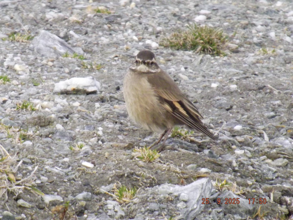Buff-winged Cinclodes - ML642488562
