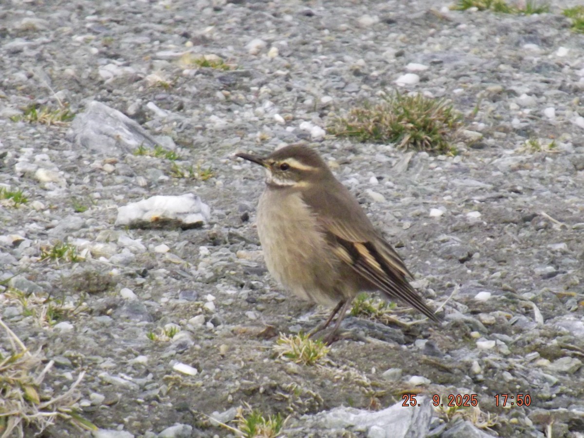 Buff-winged Cinclodes - ML642488563