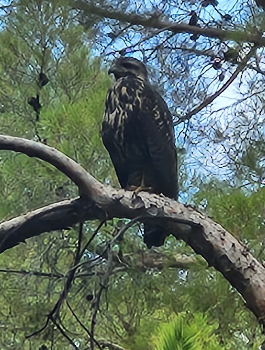 Common Black Hawk - ML642488573