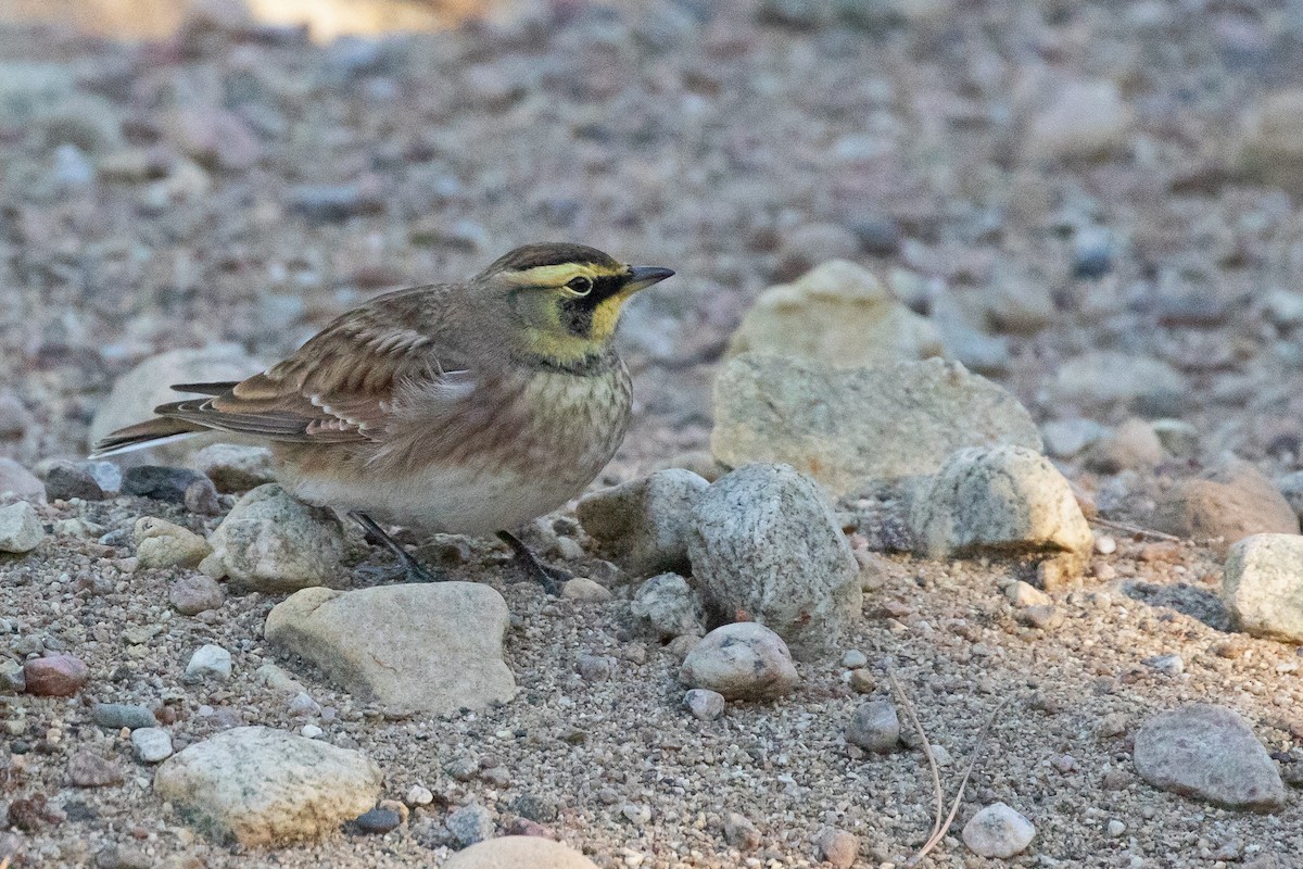 Horned Lark - ML642488580
