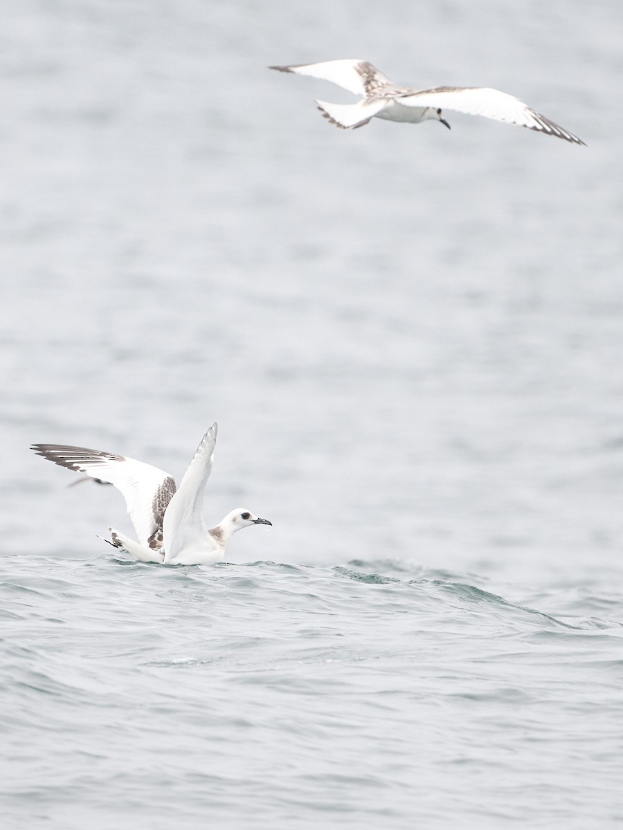 Swallow-tailed Gull - ML642488592