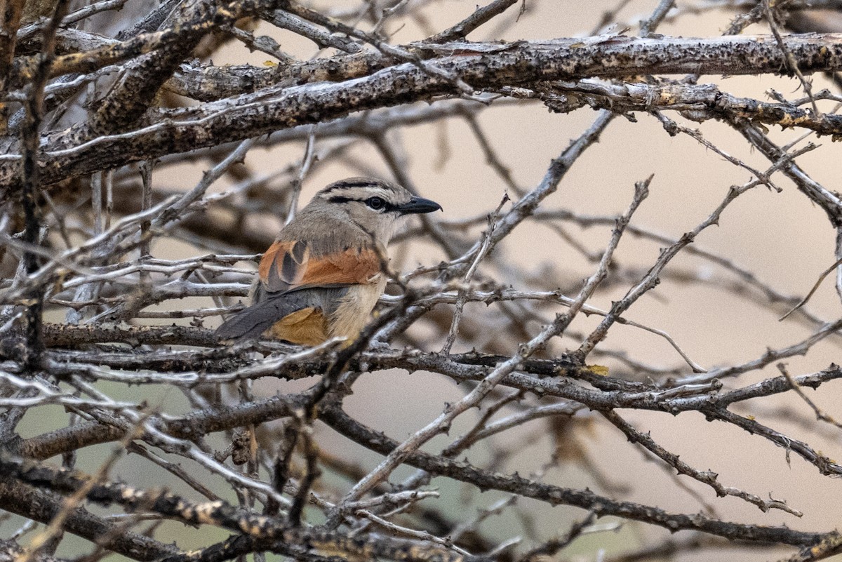 Brown-crowned Tchagra - ML642488594