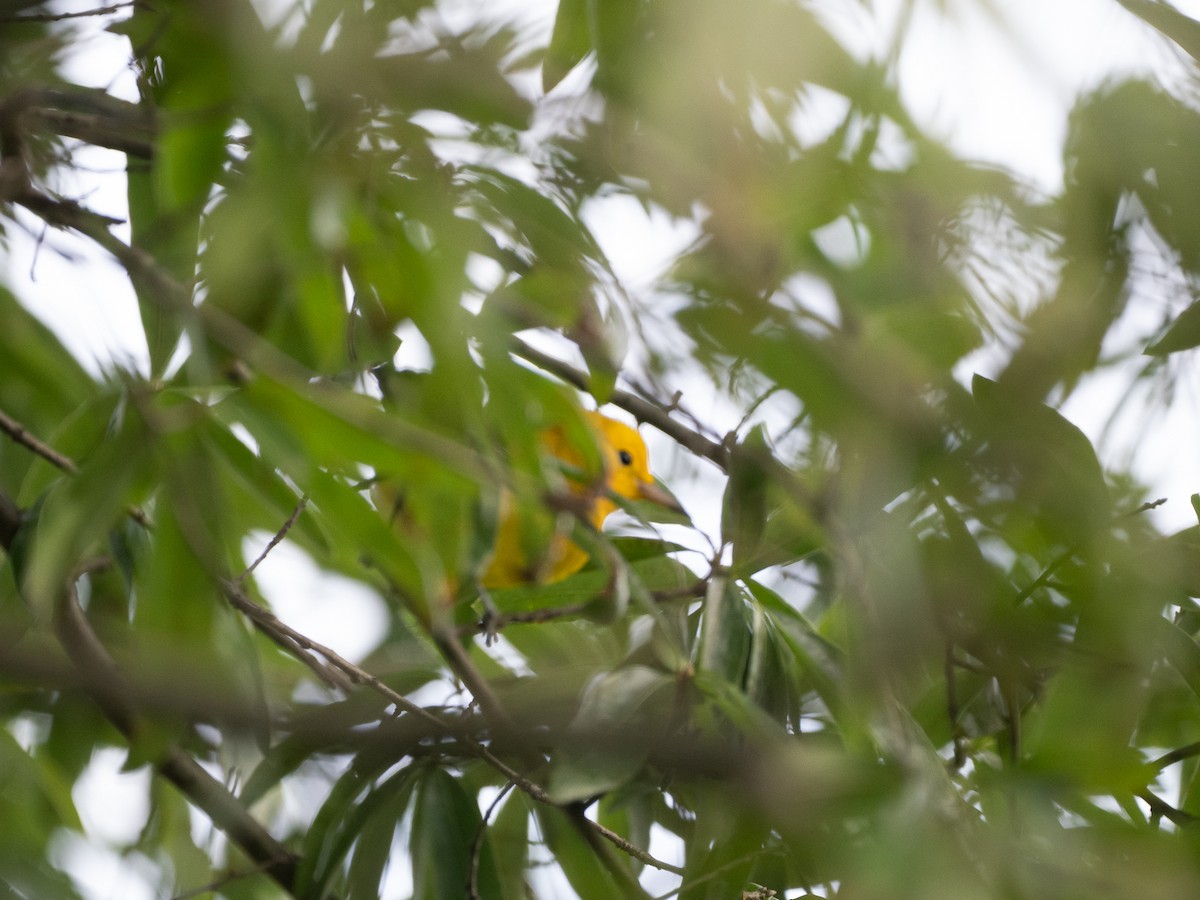 Prothonotary Warbler - ML642488599