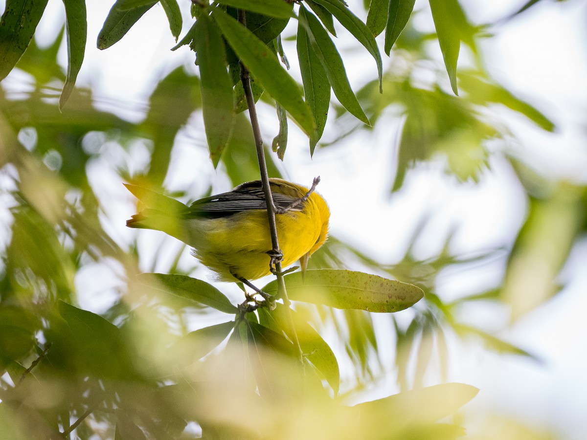 Prothonotary Warbler - ML642488600