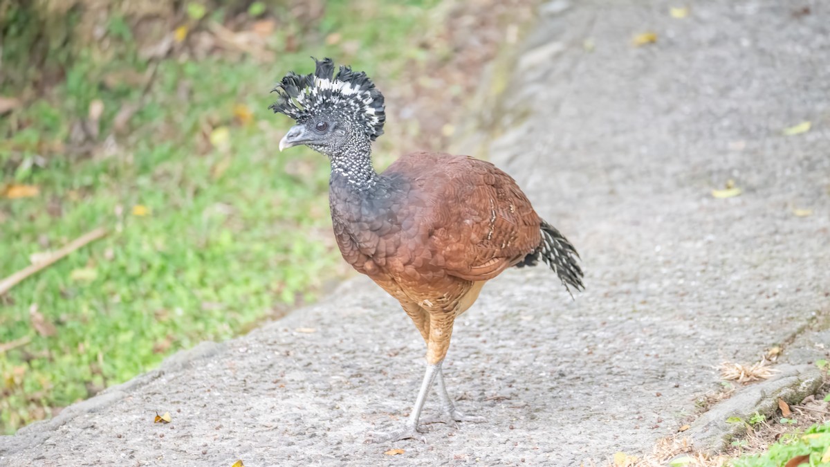 Great Curassow - ML642488686