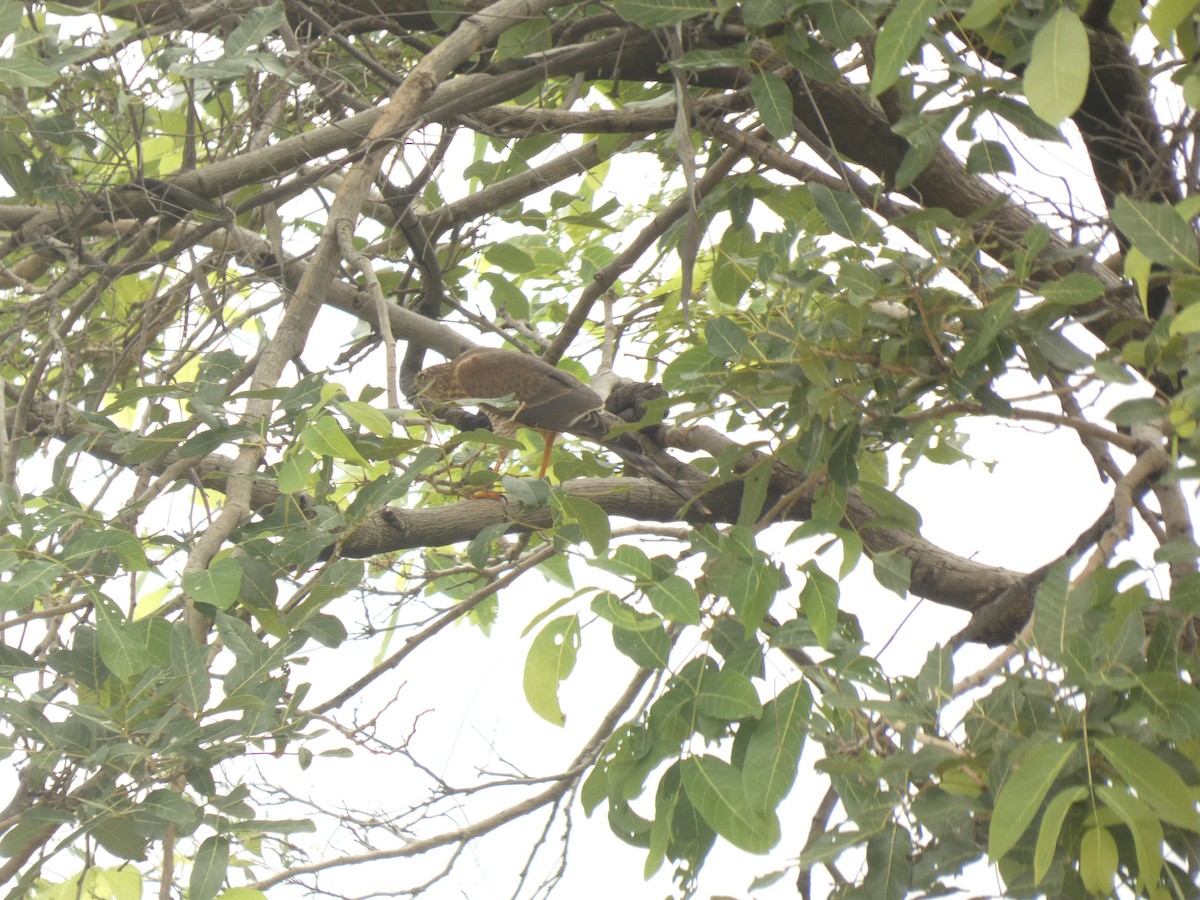 Accipitrine hawk sp. (former Accipiter sp.) - ML642488730