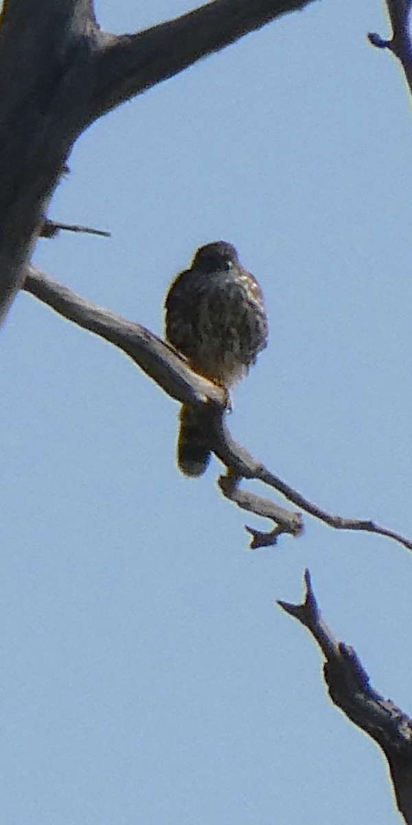 Merlin - ML642488741