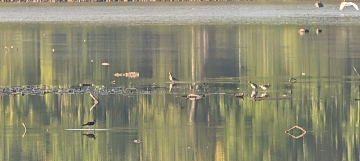 Prärie-Goldregenpfeifer - ML642488750