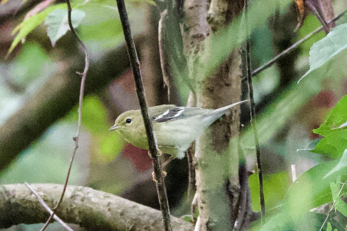 Streifenwaldsänger - ML642488753