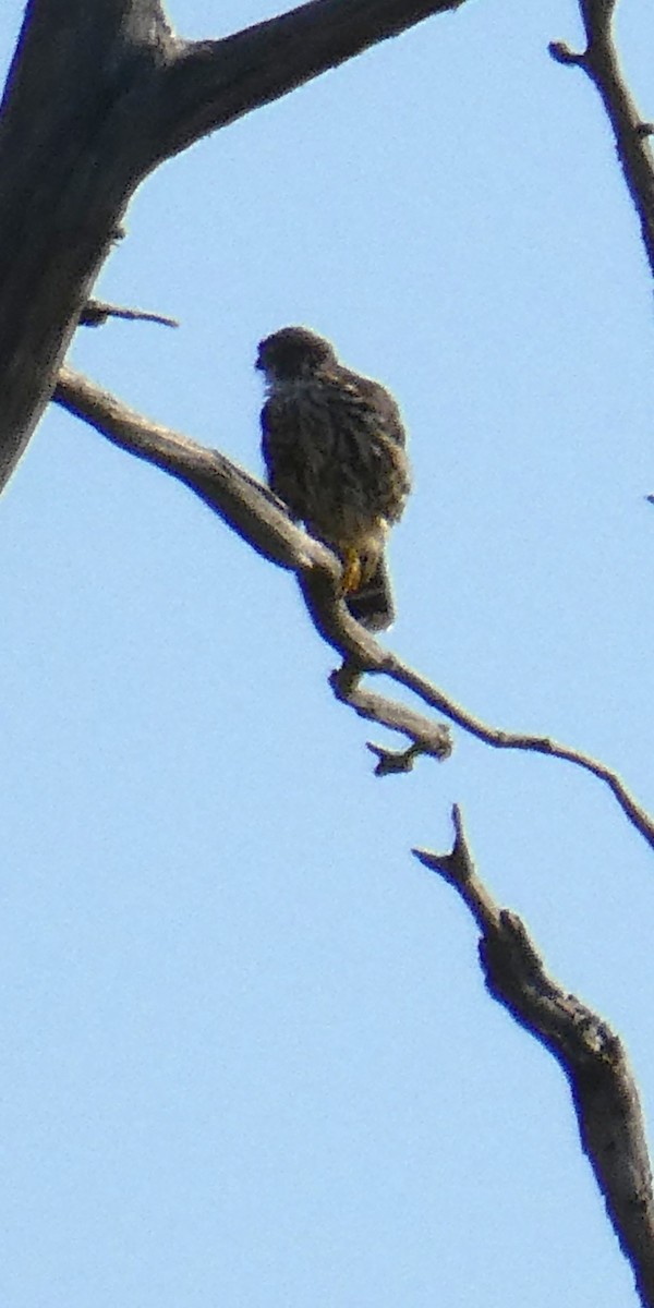 Merlin - ML642488757