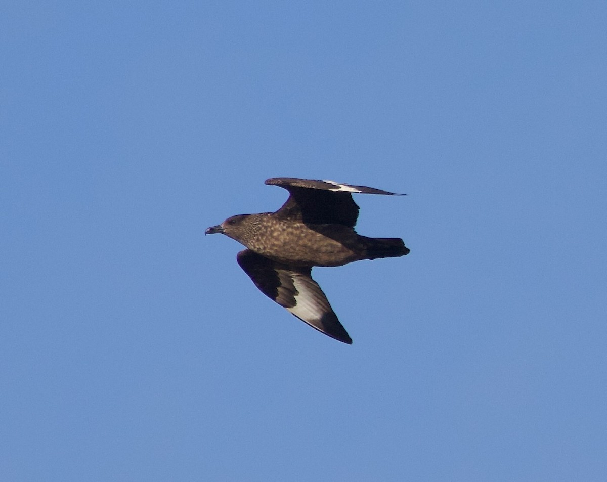 Great Skua - ML642488795