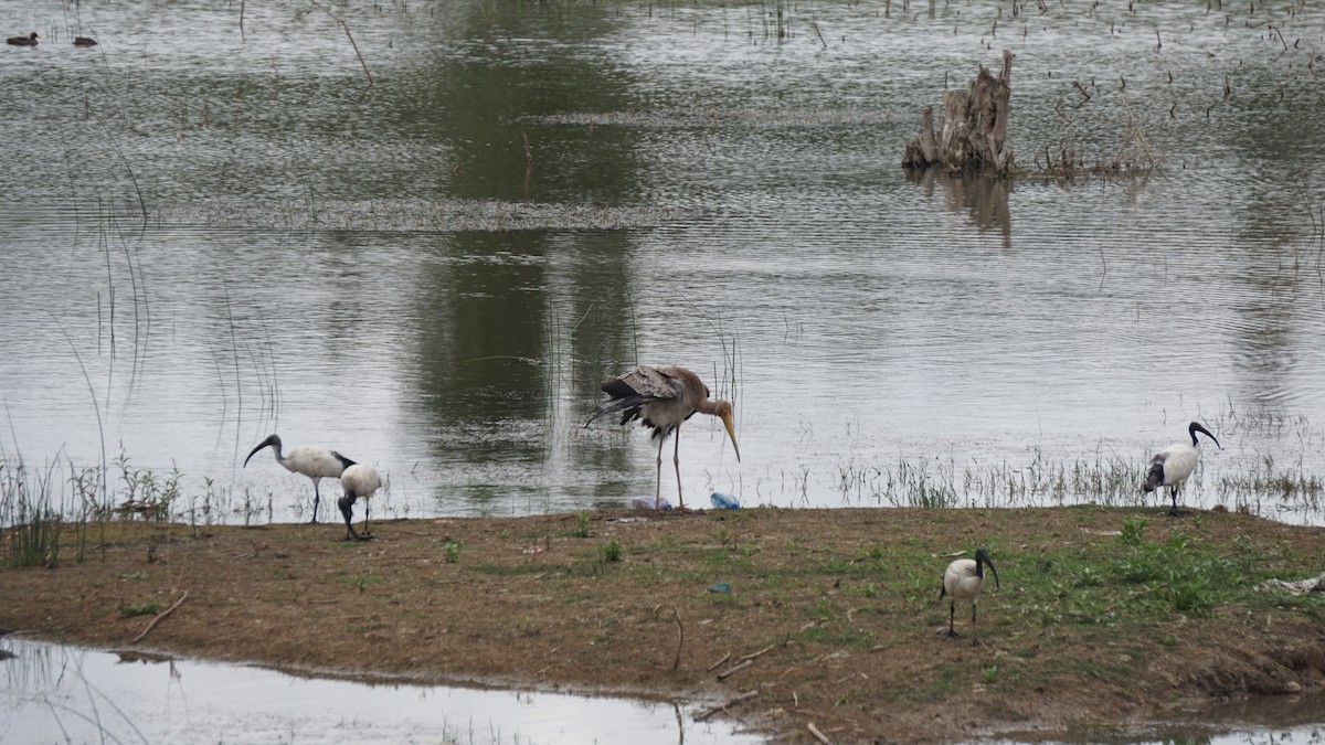 ibis posvátný - ML642488807