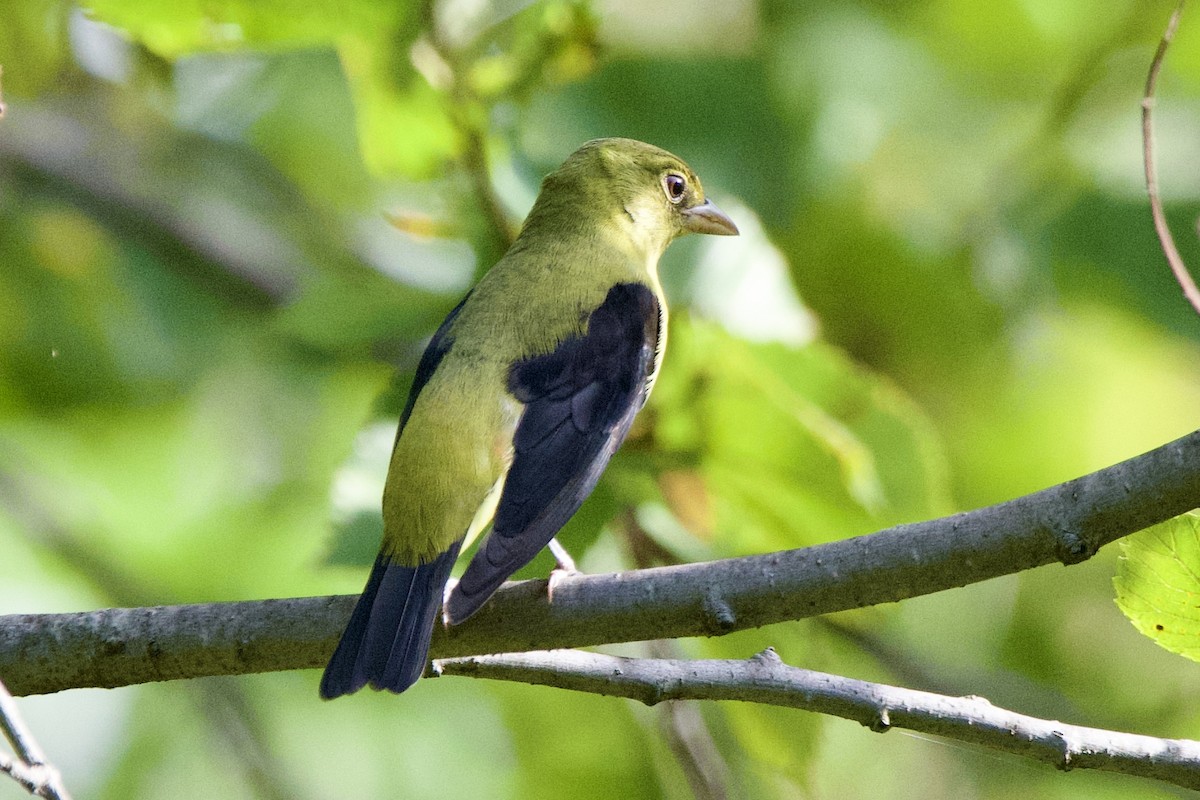 Scarlet Tanager - ML642488809