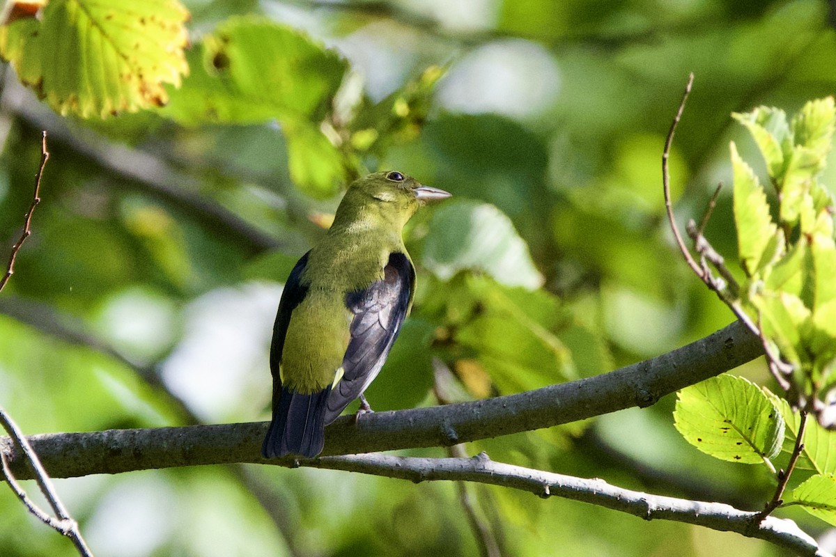 Scarlet Tanager - ML642488811