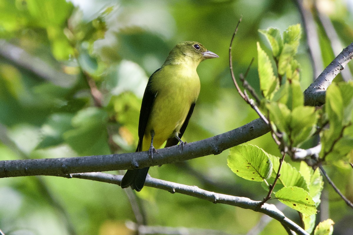 Scarlet Tanager - ML642488812