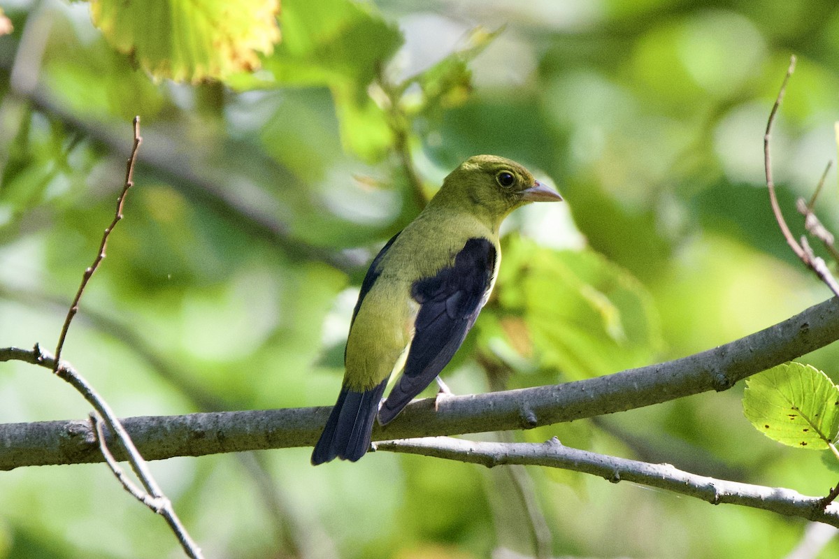 Scarlet Tanager - ML642488813