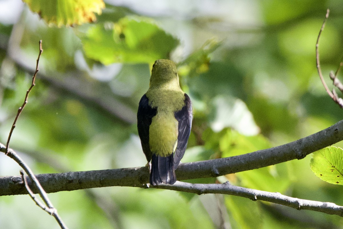 Scarlet Tanager - ML642488814