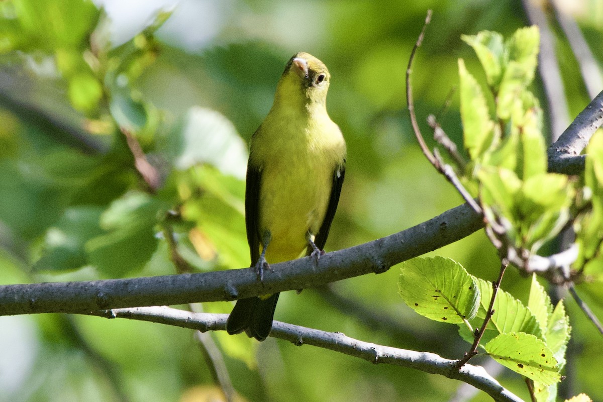 Scarlet Tanager - ML642488815