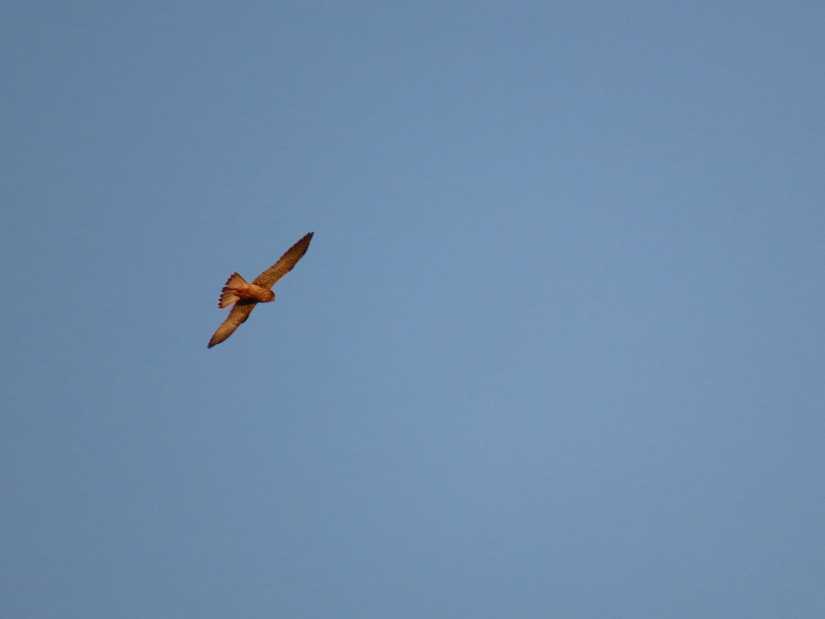 Falco sp. - ML642488816