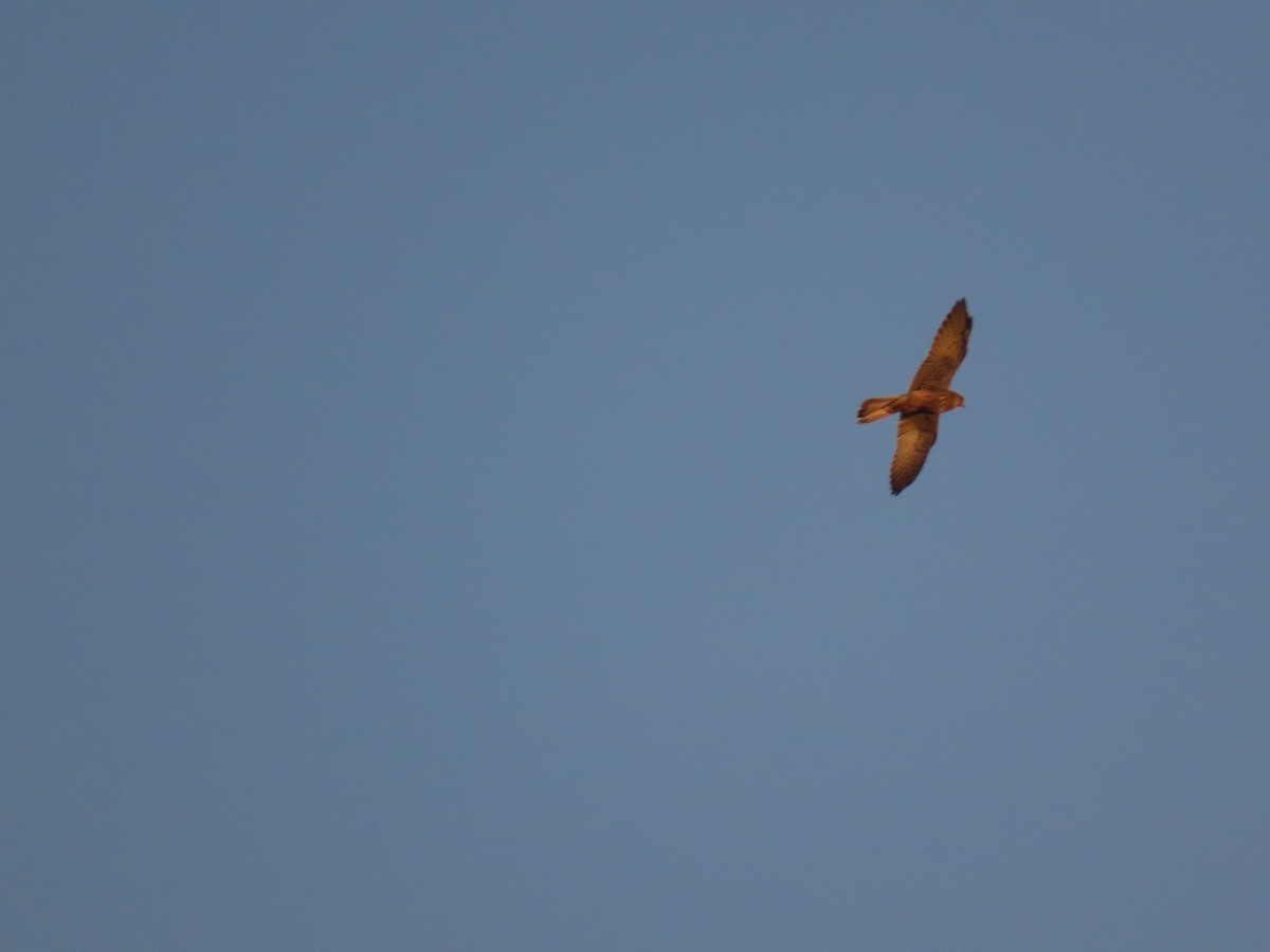 Falco sp. - ML642488817