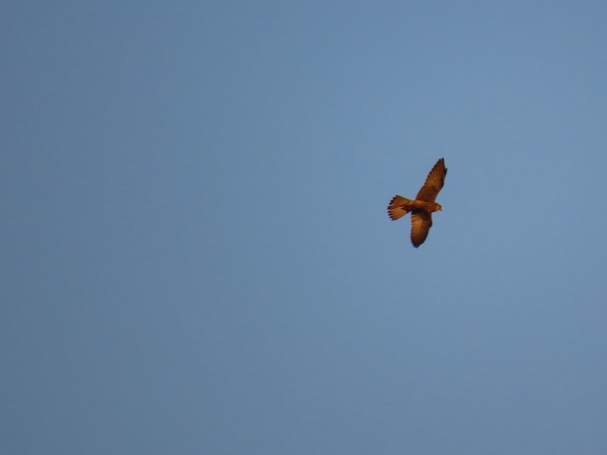 Falco sp. - ML642488818