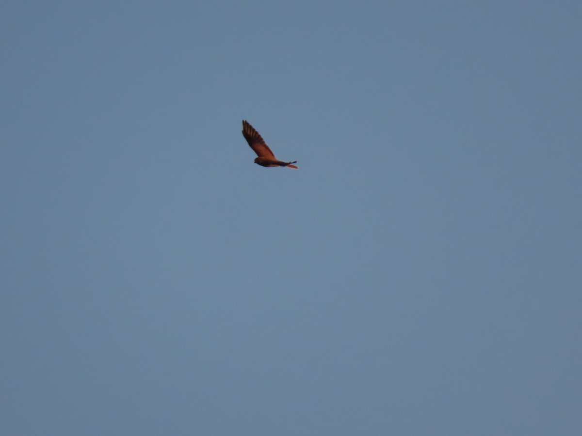 Falco sp. - ML642488819
