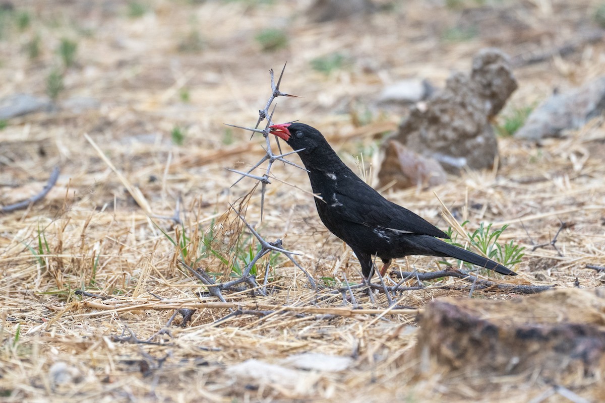 Red-billed Buffalo-Weaver - ML642488844