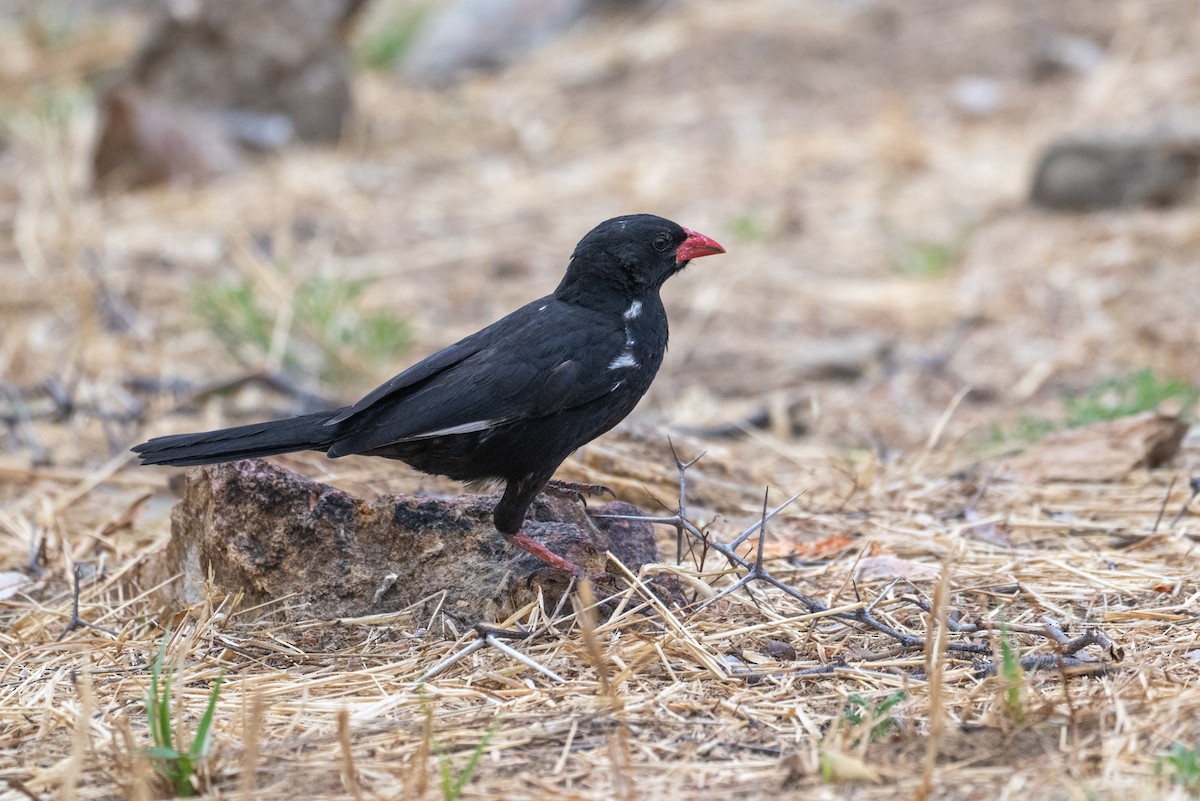 Red-billed Buffalo-Weaver - ML642488848