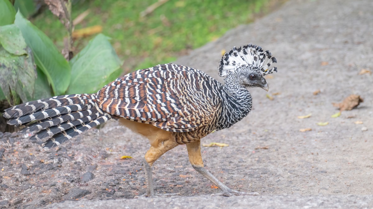 Great Curassow - ML642488921